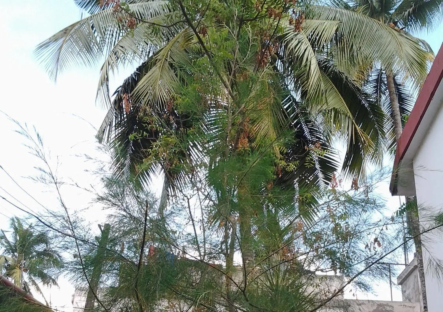 Hotel Rosegarden Homestay - Fort Kochi